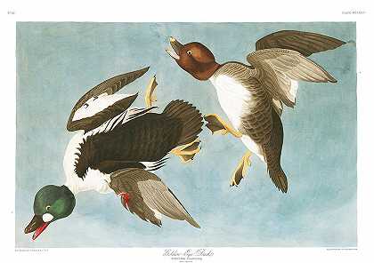 金眼鸭`Golden-Eye Duck by John James Audubon
