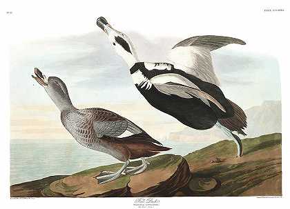 鸭脚`Pied Duck by John James Audubon