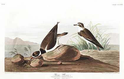 环船`Ring Plover by John James Audubon