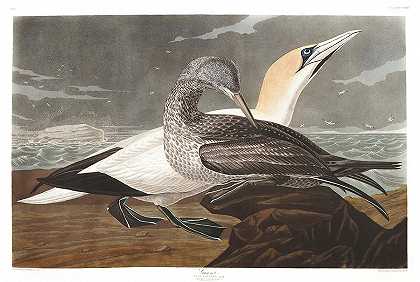 塘鹅`Gannet by John James Audubon