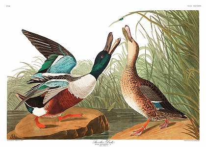 铲鸭`Shoveller Duck by John James Audubon
