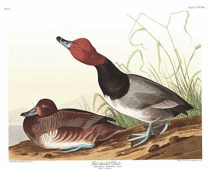 红头鸭`Red-headed Duck by John James Audubon