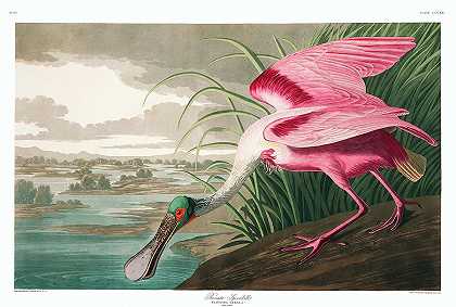 玫瑰琵鹭`Roseate Spoonbill by John James Audubon