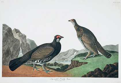 长尾或深色的松鸡`Long-tailed or Dusky Grous by John James Audubon