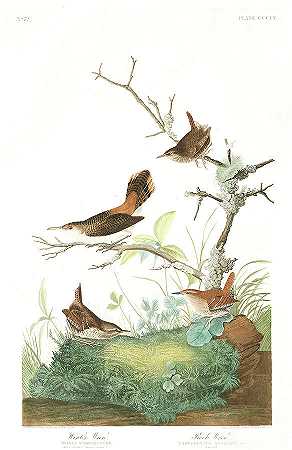 冬鹪鹩`Winter Wren by John James Audubon
