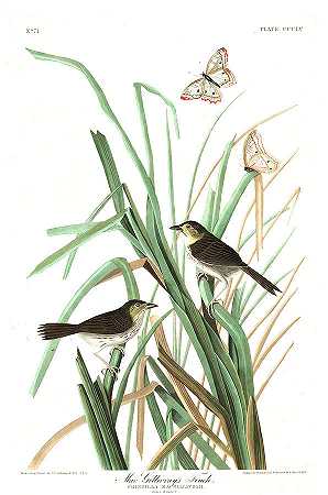 麦克·吉尔夫莱斯·芬奇`Mac Gillivrays Finch by John James Audubon