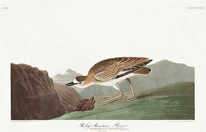落矶山船`Rocky Mountain Plover by John James Audubon