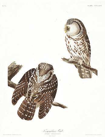 猫头鹰`Tengmalms Owl by John James Audubon