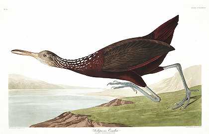孔雀鱼`Scolopaceus Courlan by John James Audubon