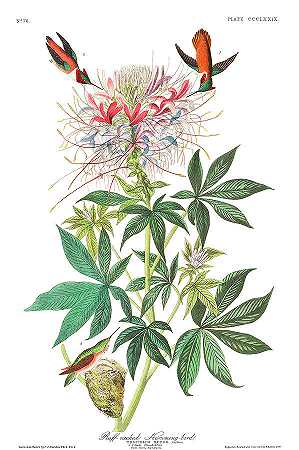 皱颈蜂鸟`Ruff-necked Humming-bird by John James Audubon