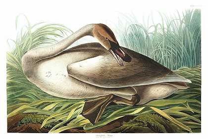号手天鹅`Trumpeter Swan by John James Audubon