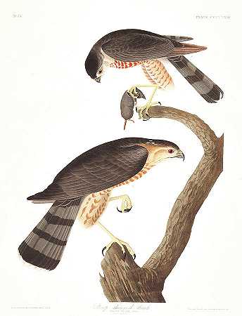 闪亮的鹰`Sharp-shinned Hawk by John James Audubon