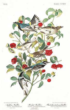 奥杜邦莺`Audubon Warbler by John James Audubon