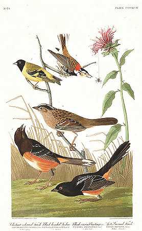 切斯努特色雀`Cestnut-coloured Finch by John James Audubon