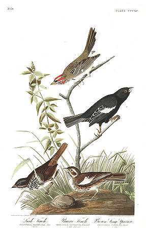 云雀`Lark Finch by John James Audubon
