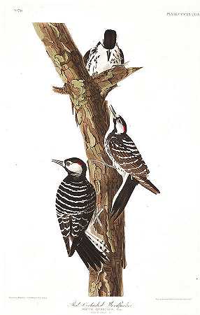 红冠啄木鸟`Red-Cockaded Woodpecker by John James Audubon