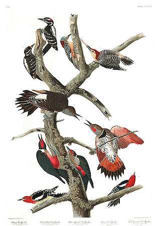毛发啄木鸟`Hairy Woodpecker by John James Audubon