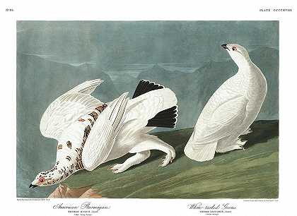 美国松鸡`American Ptarmigan by John James Audubon