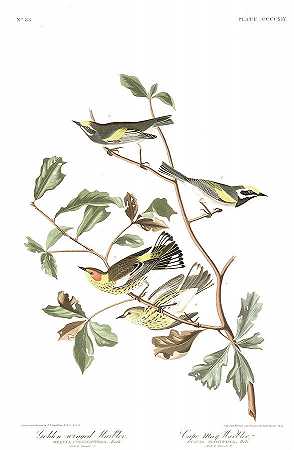 金翅莺`Golden-winged Warbler by John James Audubon