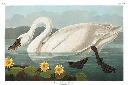 普通美国天鹅`Common American Swan by John James Audubon