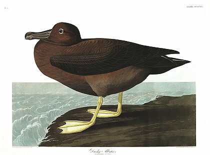 暗信天翁`Dusky Albatros by John James Audubon