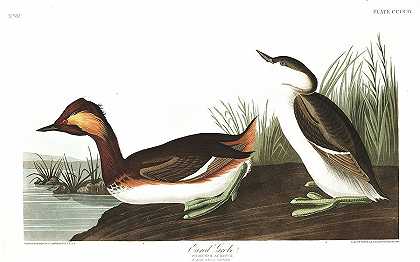 黑颈鸊鷉`Eared Grebe by John James Audubon