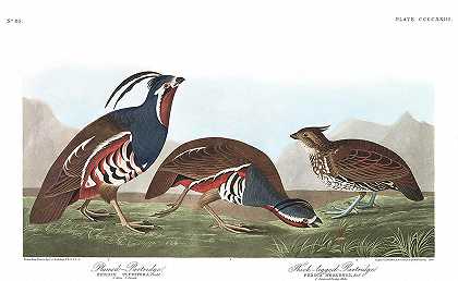 羽鹧鸪`Plumed Partridge by John James Audubon