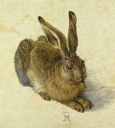 野兔`Hare by Albrecht Durer