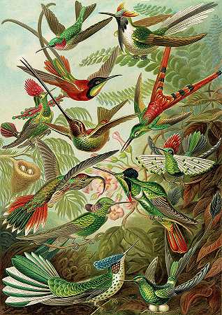 蜂鸟`Colibri by Ernst Haeckel
