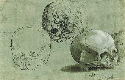 三种颅骨的研究`Study of Three Skulls (1530)