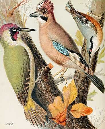 绿啄木鸟、杰伊、纳塔奇`Green Woodpecker, Jay, Nuthatch (1878) by W. A . Blakston