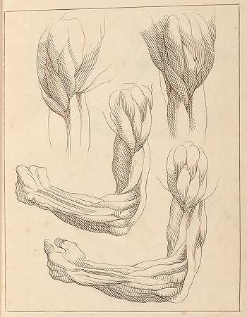 手臂的解剖学研究`Anatomical Studies of Arms (1716) by Hamlet Winstanley