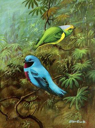 哥斯达黎加塔纳格和可爱的科廷加`Costa Rican tanager and lovely cotinga (1929~1932) by Allan Brooks