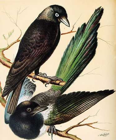 寒鸦，喜鹊`Jackdaw, Magpie (1878) by W. A . Blakston