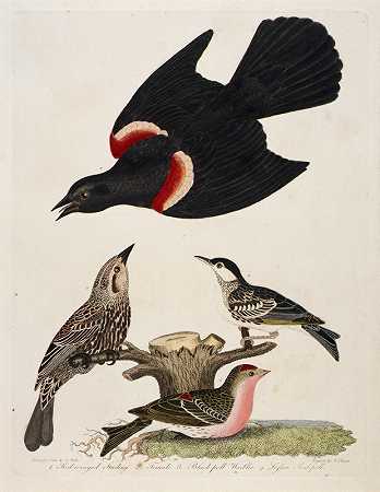 1.红翅椋鸟。2.女性。3.黑冠莺。4.小红人投票`1. Red~winged Starling. 2. Female. 3. Black~poll Warbler. 4. Lesser Red~poll (ca. 1811) by Alexander Lawson