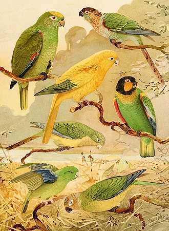 鹦鹉，塔纳朱巴，长尾鹦鹉`Papagaios, Tanajuba, Periquitos (1900~1906) by Emil August Göldi