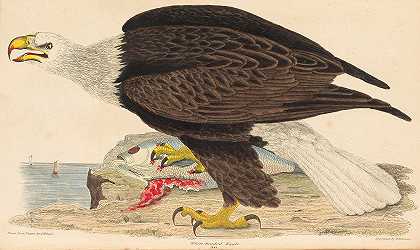 白头鹰`White~headed Eagle (1832) by Alexander Wilson