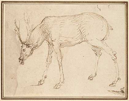 对牡鹿的研究`Studies of a Stag by Stefano da Verona
