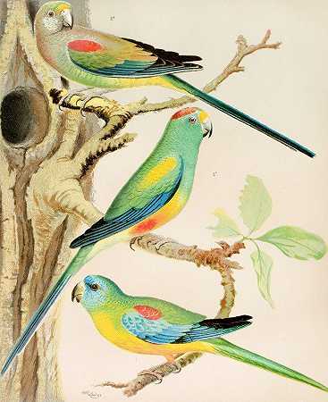 绿松石鹦鹉，多种颜色的鹦鹉`Turquoisine Parrakeet, Many Coloured Parrakeets (1878) by W. A . Blakston