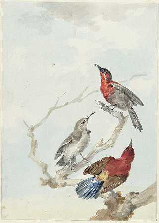 三只深红色的太阳鸟`Three Crimson Sunbirds (1780) by Aert Schouman