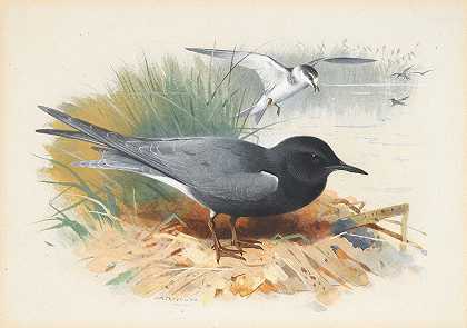 黑燕鸥大希沃特`Black Tern; Great Shearwater by Archibald Thorburn