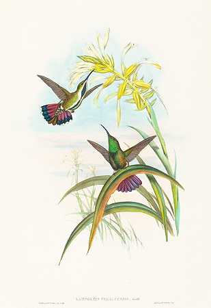 维拉冠蓝斑蝶（维拉冠芒果）`Lampornis veraguensis (Veraguan Mango) by John Gould