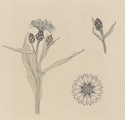 矢车菊的研究`Studies van korenbloemen by Julie de Graag