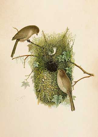 北美鸟类世界pl09`Die Nordamerikanische Vogelwelt pl09 (1891) by Robert Ridgway