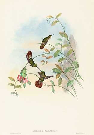 喜庆风骚（Lophornis chalybeus）`Lophornis chalybeus (Festive Coquette) by John Gould