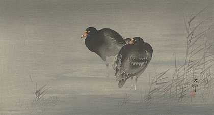 两只黑雁`Two moorhens (1900 ~ 1930) by Ohara Koson