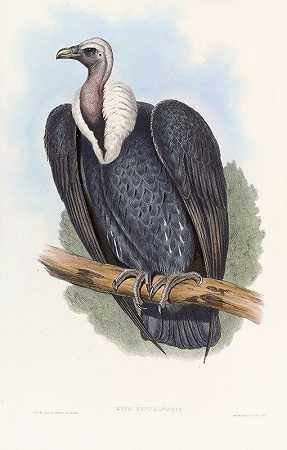孟加拉秃鹫`Bengal Vulture (1850~1883) by John Gould