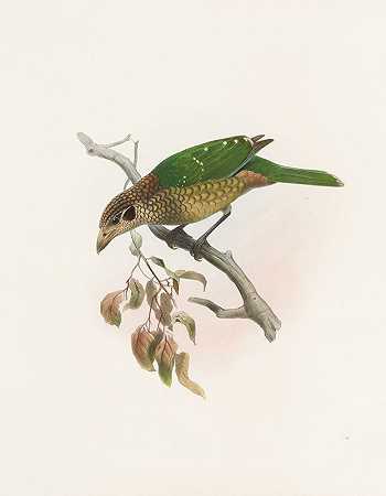 黑尾鸢尾`Ailuraedus melanotus (1873) by Daniel Giraud Elliot