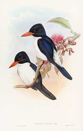 藍翡翠`Black~capped Kingfisher (1850~1883) by John Gould