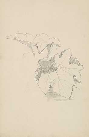 藤叶素描`szkic liści winnej latorośli (1883) by Henryk Siemiradzki